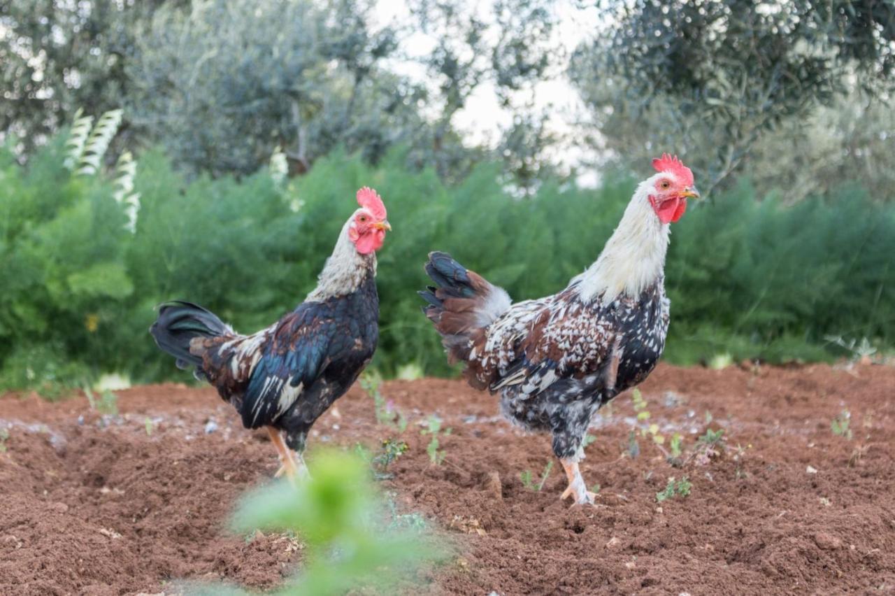 شقة Paolottavia مونوبولي المظهر الخارجي الصورة